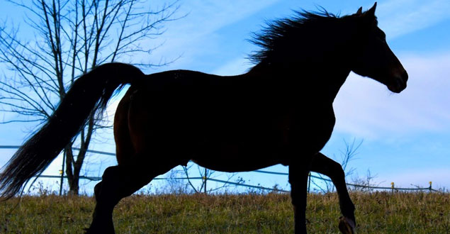 horse therapy photo