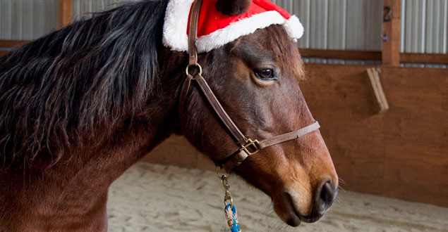 horse therapy photo